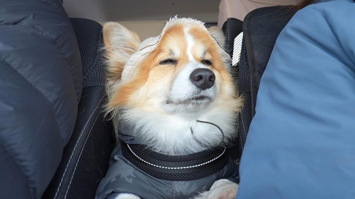 犬が散歩を終えた瞬間…突然「電源オフ」になる光景が可愛すぎた😂