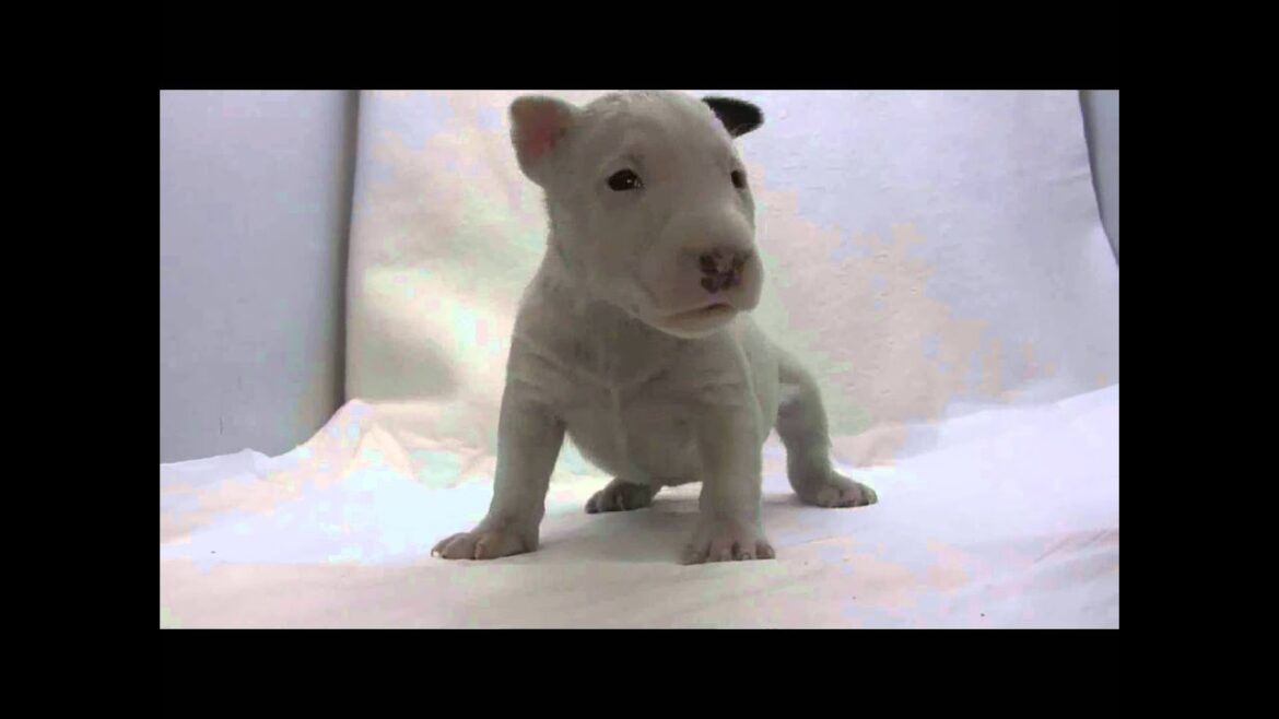 ミニチュアブルテリアの子犬04