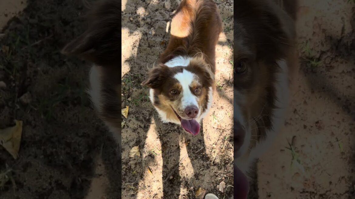 I’m a good boy.   #dogbreed #pets  #herdingdog