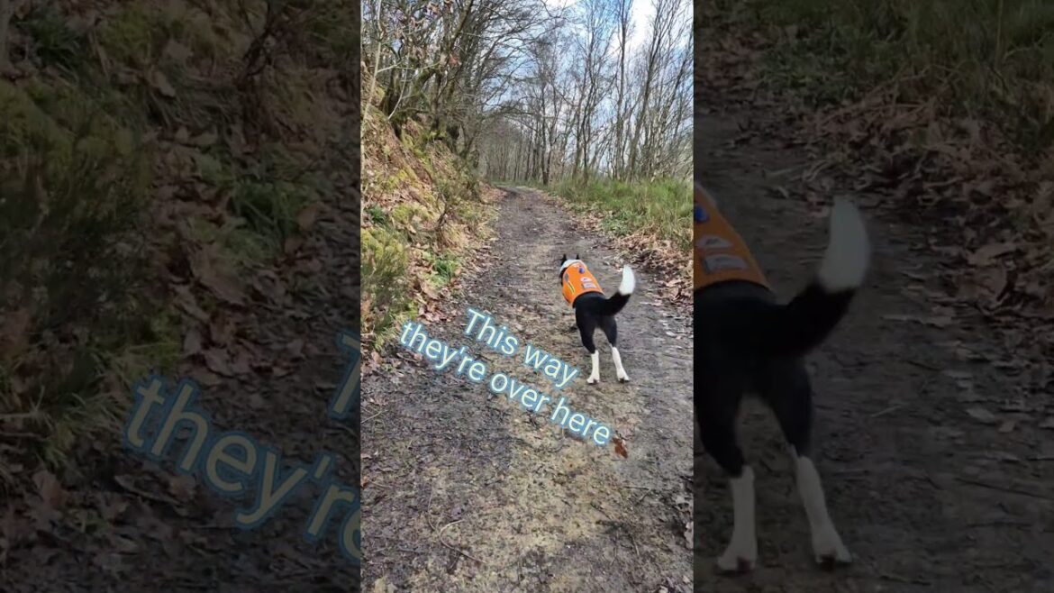 Holly the Collie Sunday search dog training