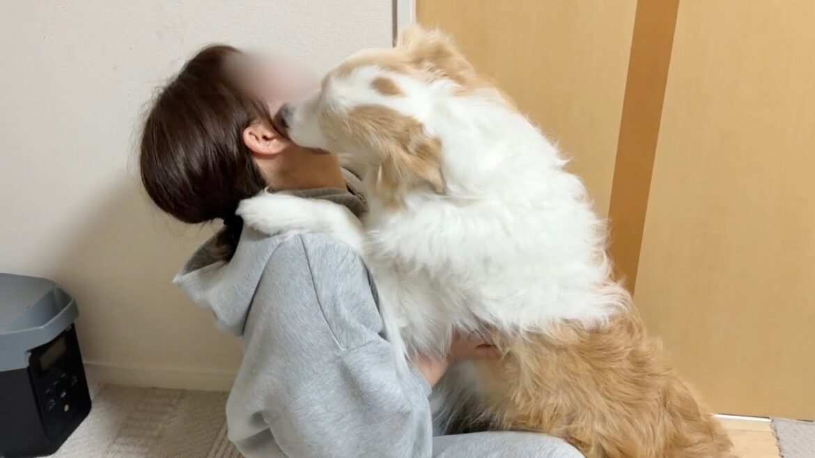 犬に内緒で無断外泊をしたらこうなりました…【ボーダーコリー•ゴールデンレトリバー】 犬に内緒で無断外泊をしたらこうなりました...【ボーダーコリー•ゴールデンレトリバー】