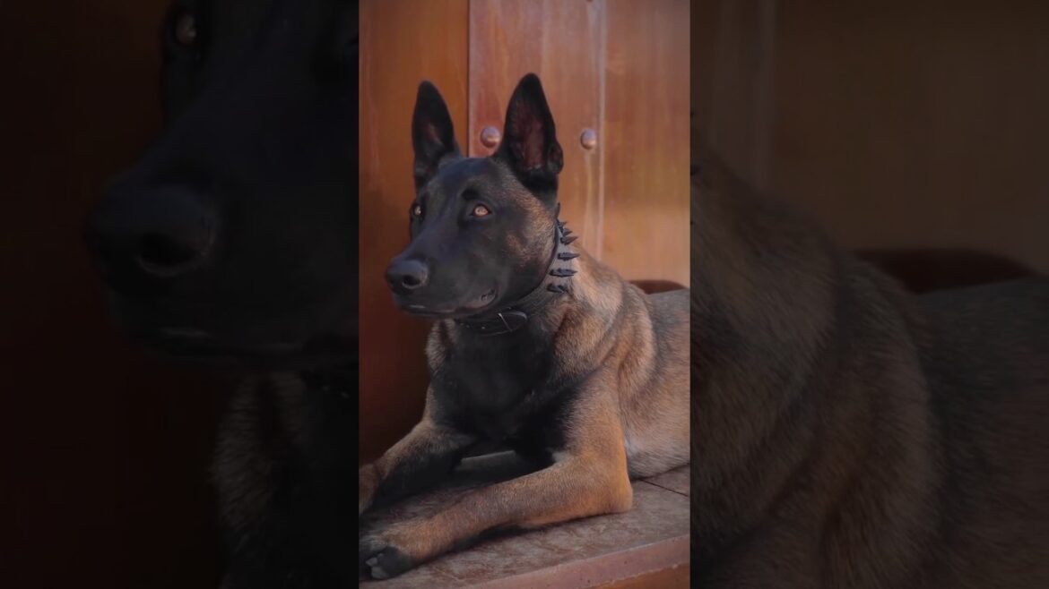 Top 10 strongest psi dogs 🔥✨ #shorts FULL POWER FULL SHOWING TOP 10 DOGS Top 10 strongest psi dogs 🔥✨ #shorts FULL POWER FULL SHOWING TOP 10 DOGS