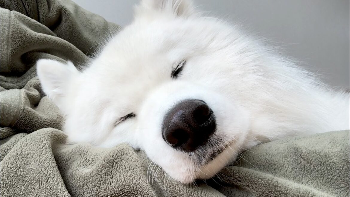 リアルな平日の1日ルーティーンを追ったら終始かわいすぎました…！