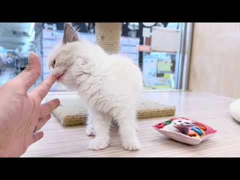 【2025/3/11撮影公開】ラグドール ブルーポイントバイカラー 女の子 最新動画!人馴れ&猫じゃらし馴れの様子を公開♪ 【2025/3/11撮影公開】ラグドール ブルーポイントバイカラー 女の子 最新動画!人馴れ&猫じゃらし馴れの様子を公開♪