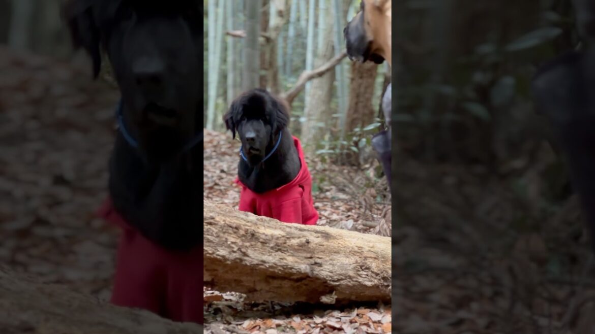 グレートデン ニューファンドランド 渡辺ボス 超大型犬 大型犬 ハイキング