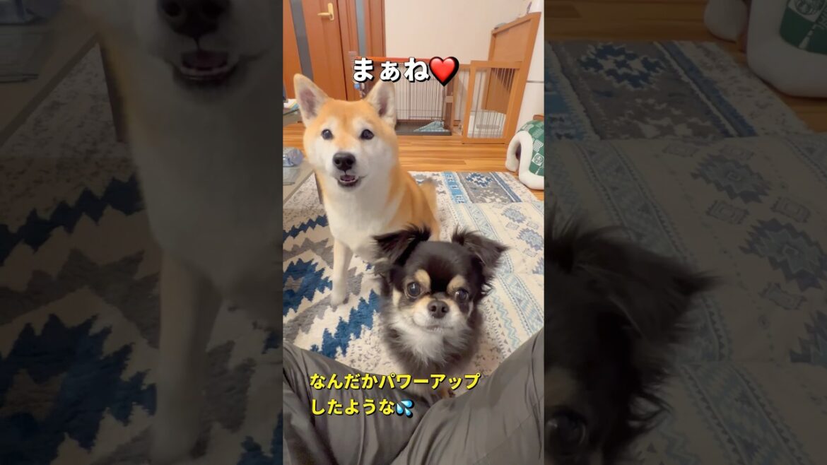 完全復活🐶✨#柴犬 #チワワ #shorts