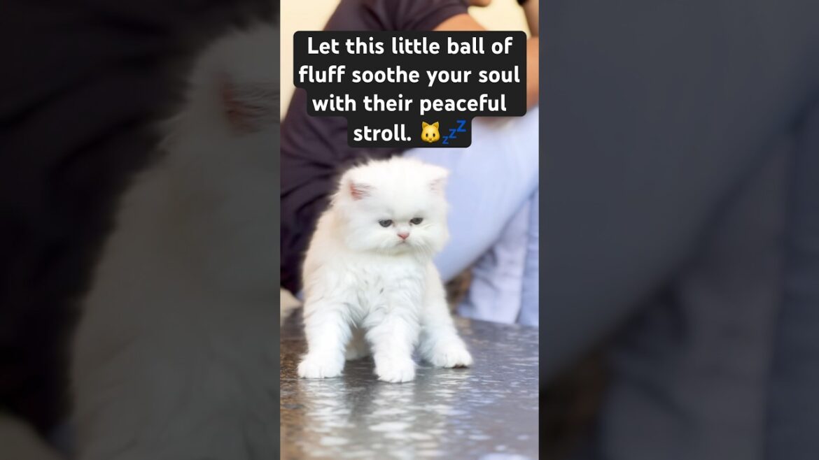 Let this little ball of fluff soothe your soul with their peaceful stroll. 🐱💤#cat #shorts