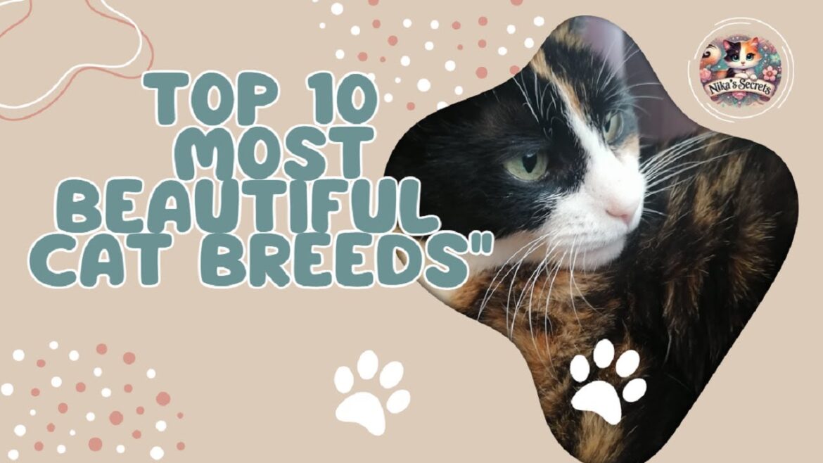 🐱✨TOP 10 MOST BEAUTIFUL CAT BREEDS