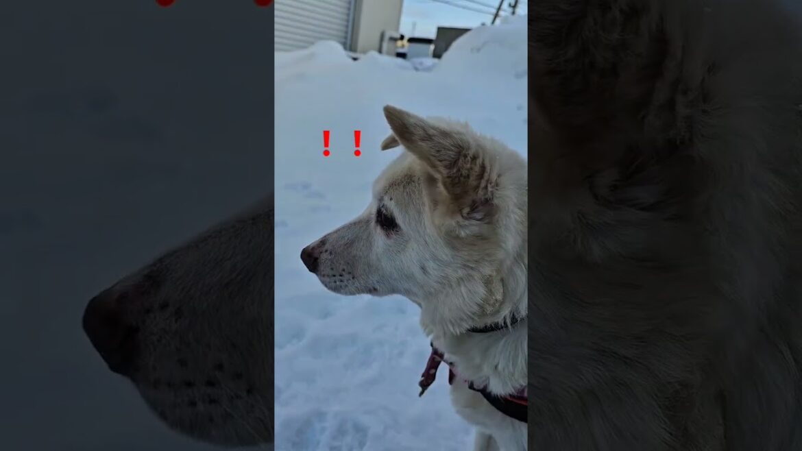果たしてくるのか？！ #保護犬と暮らす #可愛い #大型犬のいる生活 #保護犬と暮らす #癒し #可愛い #大型犬のいる生活 #老犬ホーム #柴犬  #保護犬  #老犬#shorts
