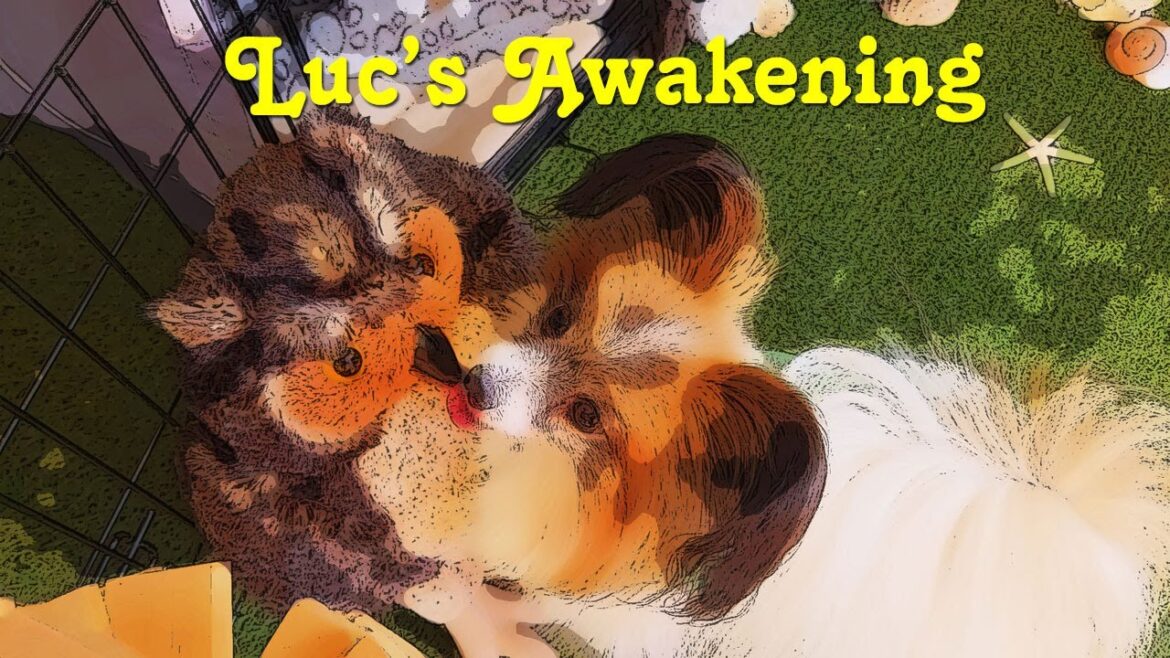 Luc's Awakening (Luc the Papillon Dog)