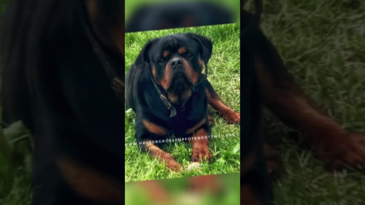 Haus Der Grossen Pfoten Rottweilers Rottweilers  #rottweilerpuppy puppy #doglover #pets #doglife Haus Der Grossen Pfoten Rottweilers Rottweilers  #rottweilerpuppy puppy #doglover #pets #doglife
