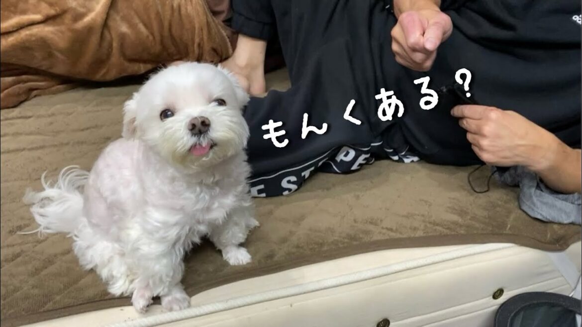 新しい物には目がないワガママすぎる犬