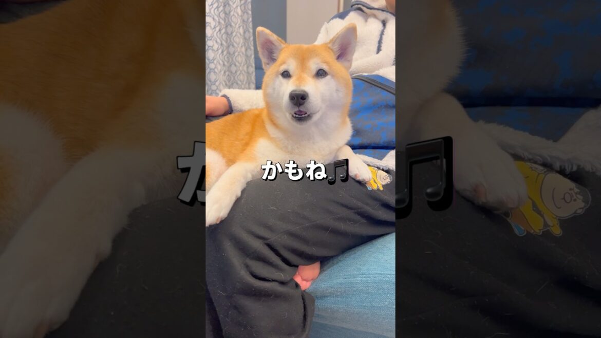 抜け毛の犯人🐶‼️#柴犬 #チワワ #shorts