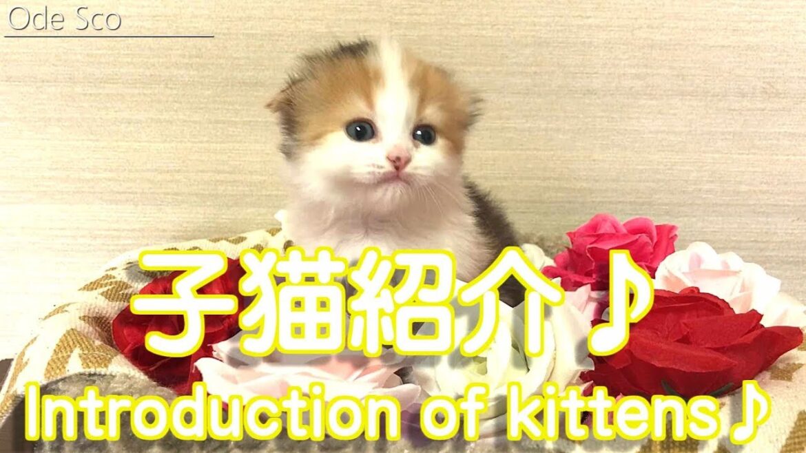 スコティッシュフォールド子猫赤ちゃん メス 折れ耳 三毛猫 Cat cute スコティッシュフォールド子猫赤ちゃん メス 折れ耳 三毛猫 Cat cute