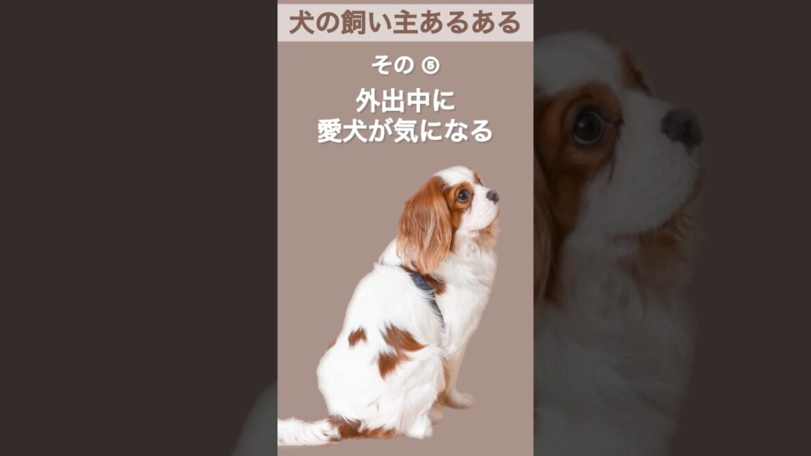 【犬の飼い主あるある】その⑤ #shorts