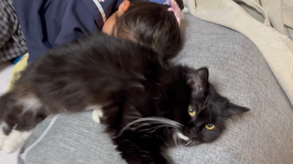 眠る隣で寛ぐ猫と気ままに遊ぶ猫　ラガマフィン　サイベリアンA cat relaxing next to me and a carefree cat. Ragamuffin. Siberian