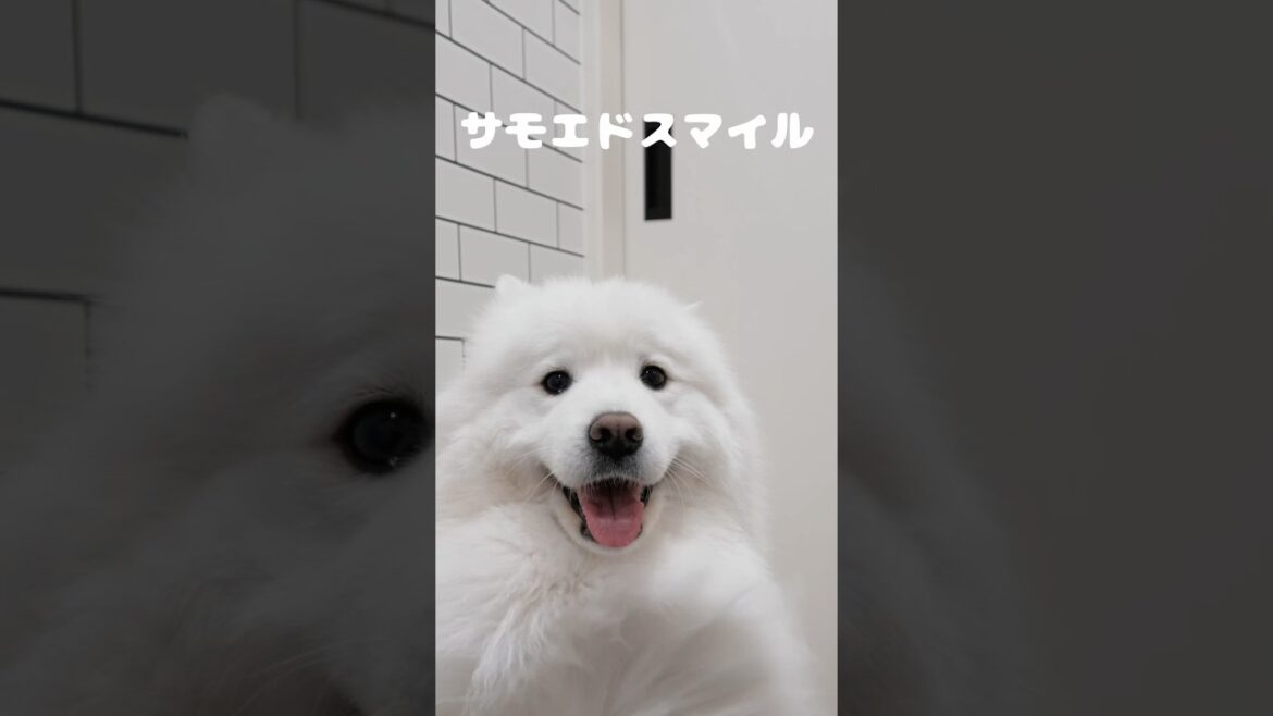 サモエドの毛をドライヤーでモッフモッフさせてやりました　#サモエド #samoyed