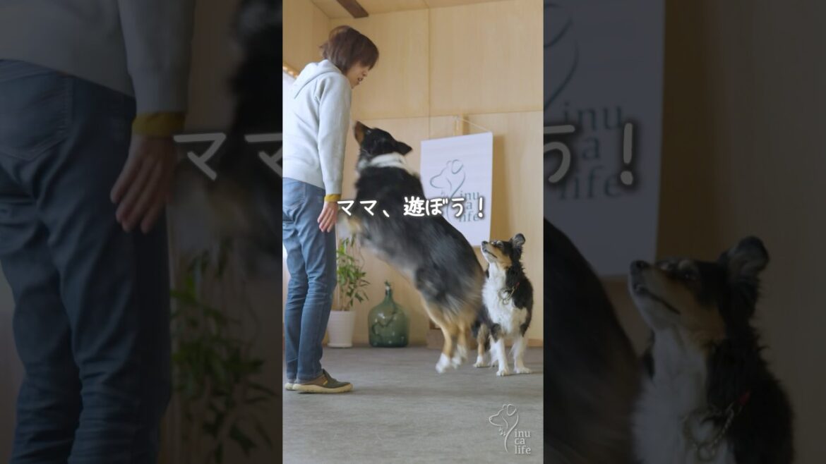毎日のお散歩コースが楽しいね🐶 #ボーダーコリー #オーストラリアンシェパード #津和野
