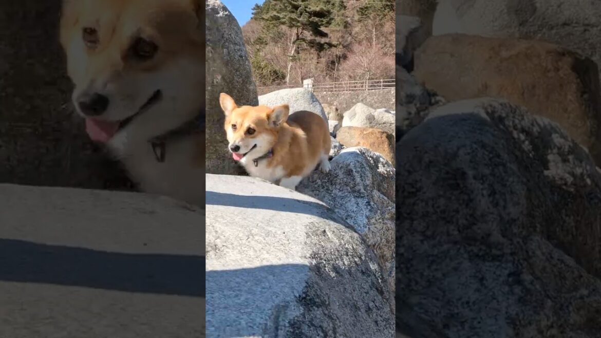 慣れた感じで岩の上を移動するコーギー / The Corgi is easily navigating from rock to rock #コーギー #corgi #サクラ