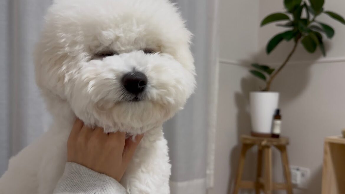 とにかくかまってほしいビションフリーゼ｜子犬と過ごす一日vlog