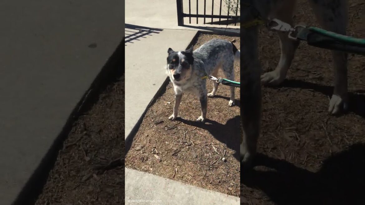 Curious Australian Cattle Dog Mix Gets Up Close!