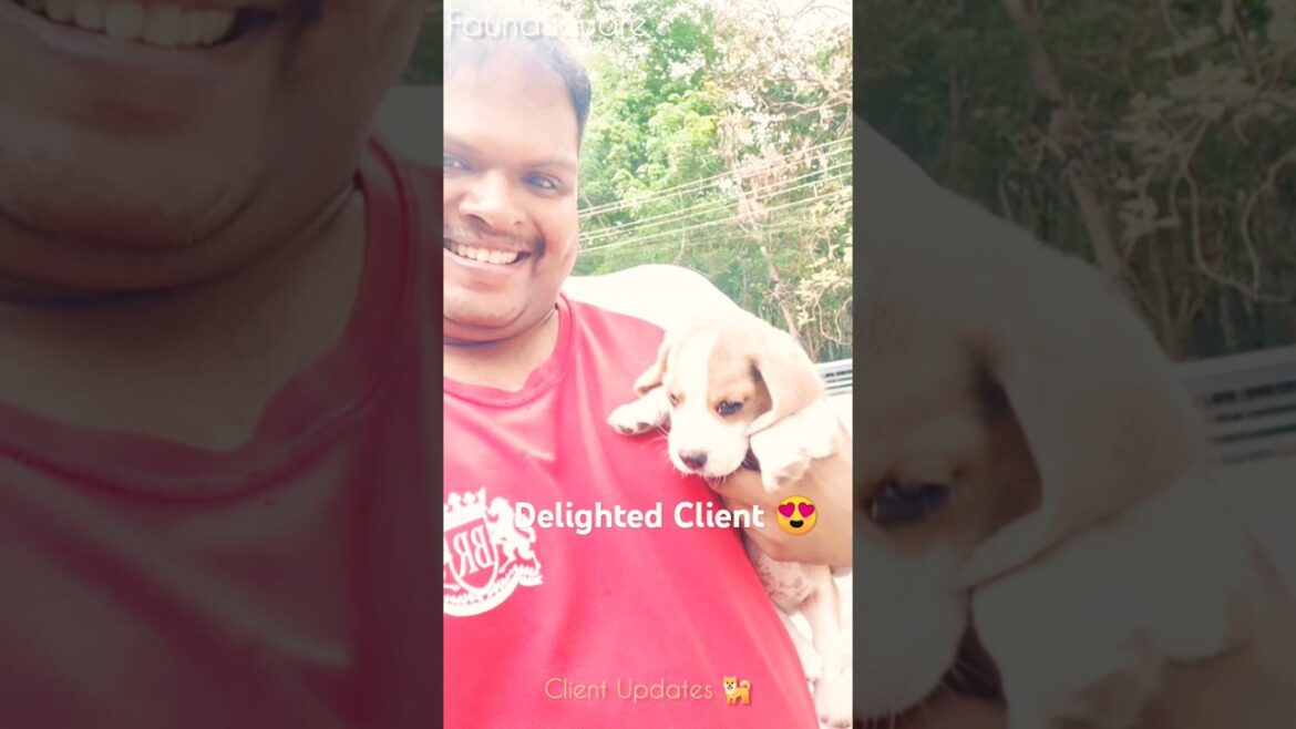 ⭐ BEAGLE PUPPY CLIENT UPDATE ⭐ ANGAMALY, ERNAKULAM 📍CLIENT UPDATE  | #youtubeshorts  7012262531📞 ⭐ BEAGLE PUPPY CLIENT UPDATE ⭐ ANGAMALY, ERNAKULAM 📍CLIENT UPDATE  | #youtubeshorts  7012262531📞