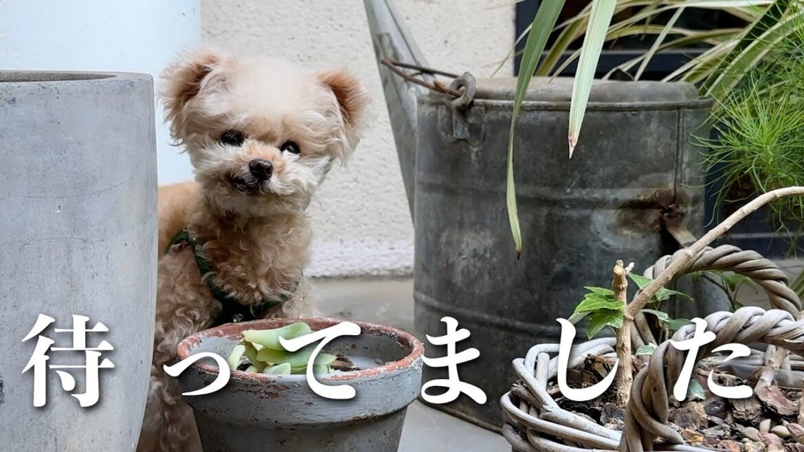やっと暖かくなってきたのでお出かけしてきました♪【トイプードル】