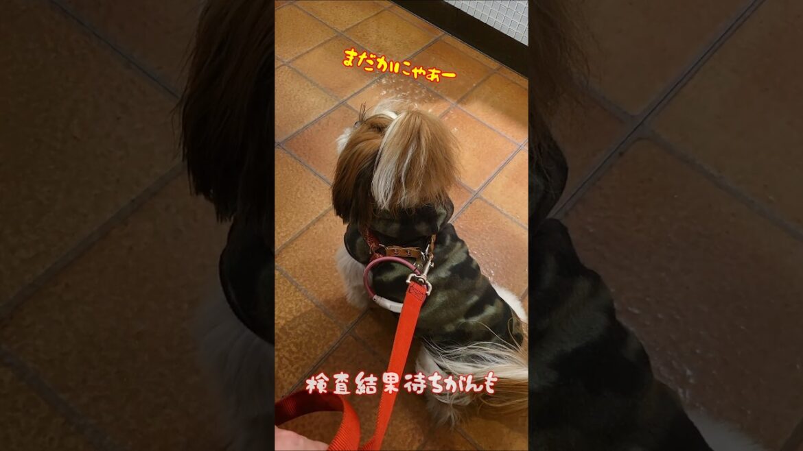 きょうのがんも 病院でご満悦 勇者 飛竜頭５才♂ #犬 #シーズー #犬のいる暮らし #ふわもこ #もふもふ #かわいい #わんこ #dog #ShihTZu #がんも #赤い彗星
