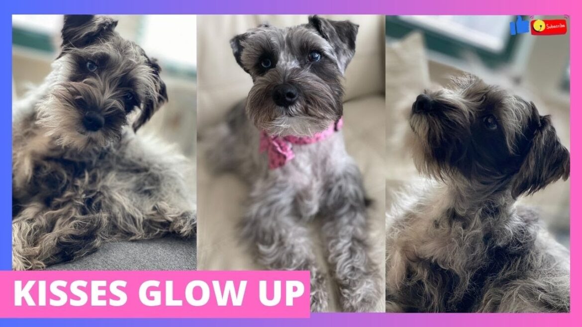 Doggie Life: Kisses "The Mini Schnauzer" Glow Up!