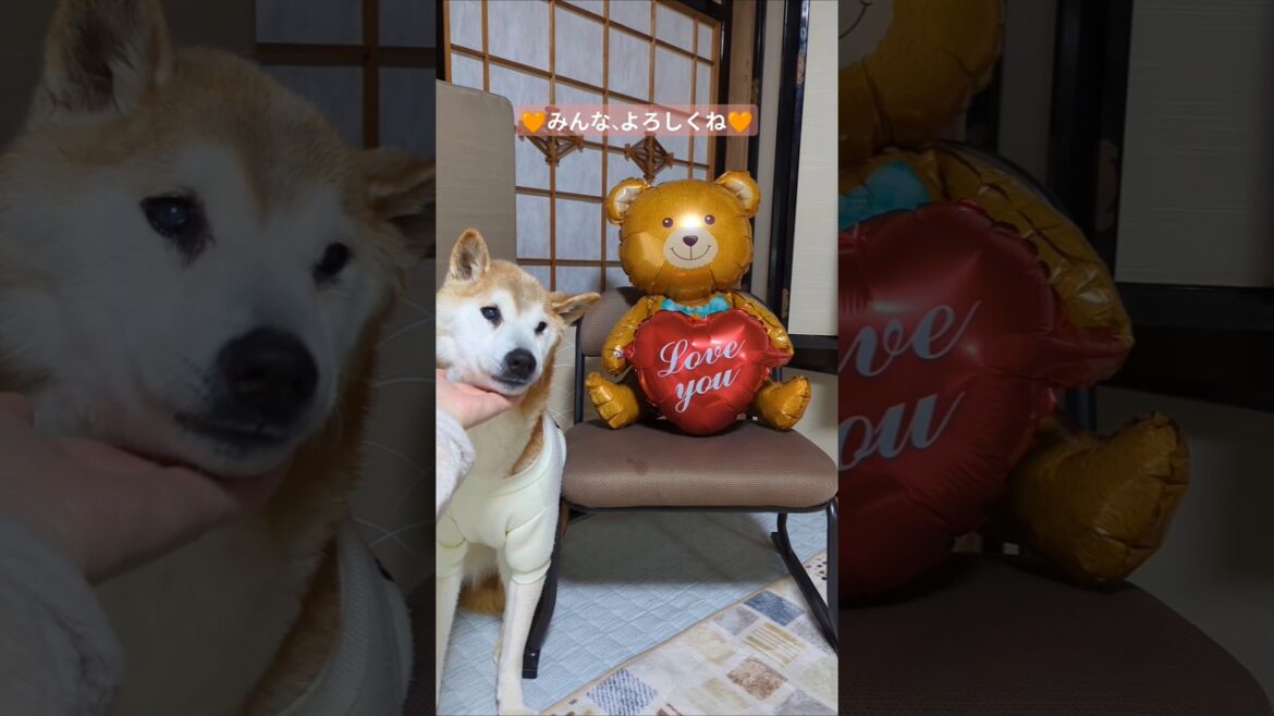 新しいお友達できたよ♪　 #shiba #柴犬