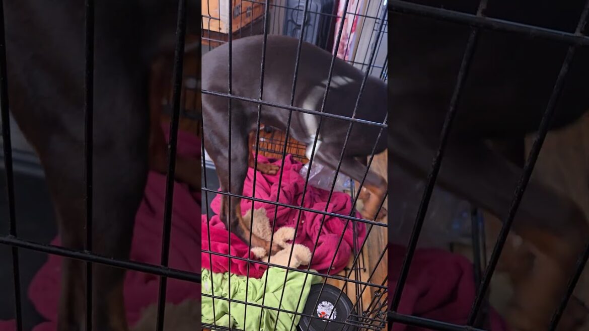 Roaming Doberman Ruby in her Crate