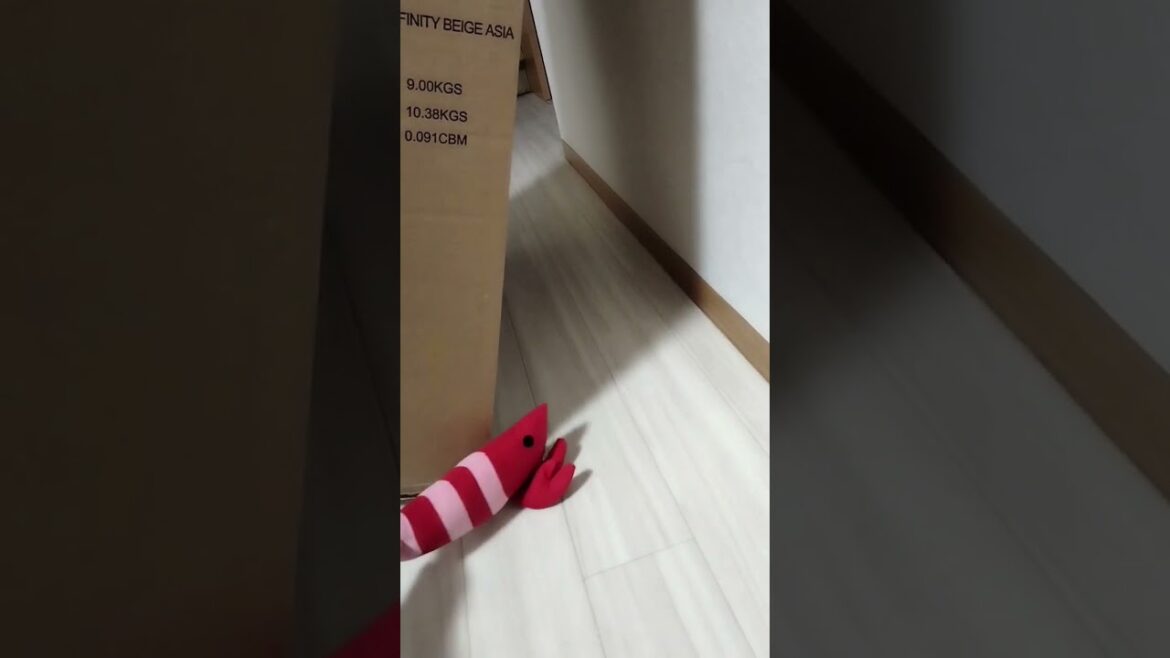 光の速さで移動するシンガプーラ猫