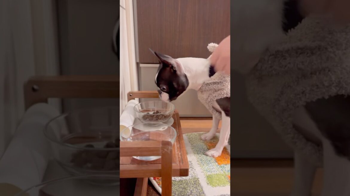 夜だけど、おはよう！メルの朝ごはん #ボストンテリア #ボステリ #bostonterrier