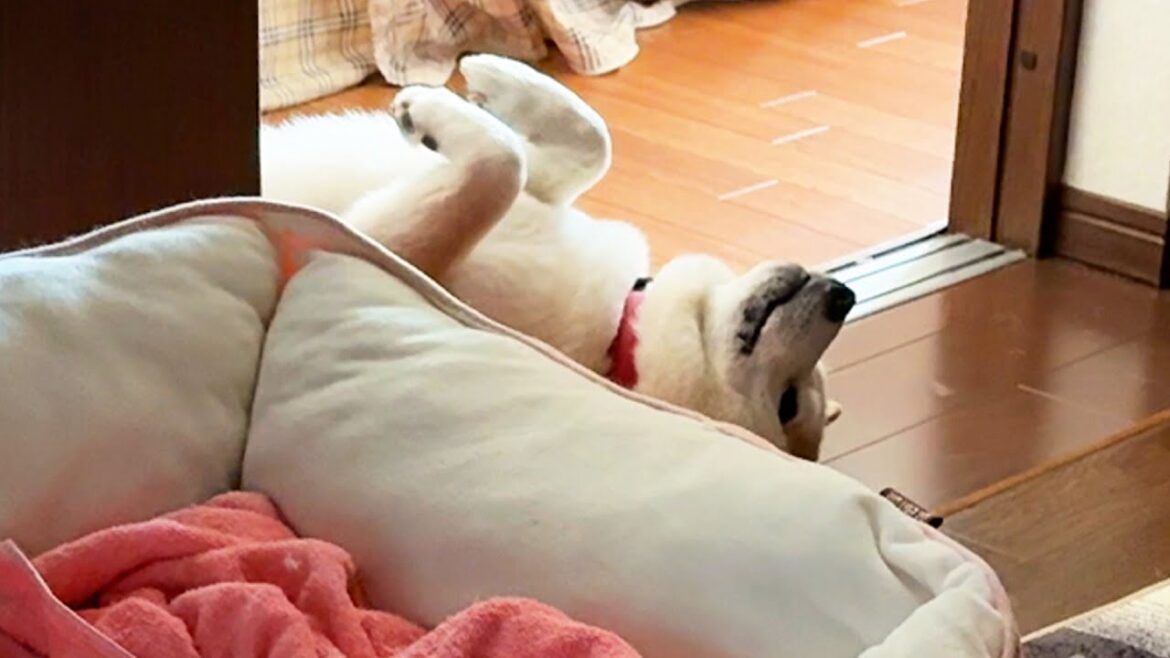 ふぬけ食パンと思って気を抜くと、こちらの視線を逆探知してくる柴犬