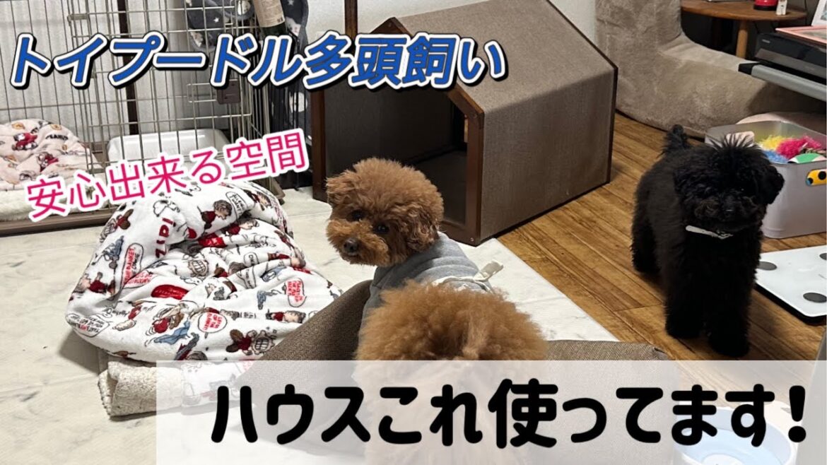【犬 ハウス】多頭飼いトイプードルが使っているハウスを紹介します! 【犬 ハウス】多頭飼いトイプードルが使っているハウスを紹介します!