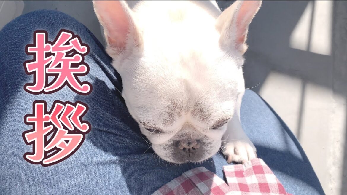 ベランダパトロールといつもの挨拶【フレンチブルドッグ frenchbulldog】