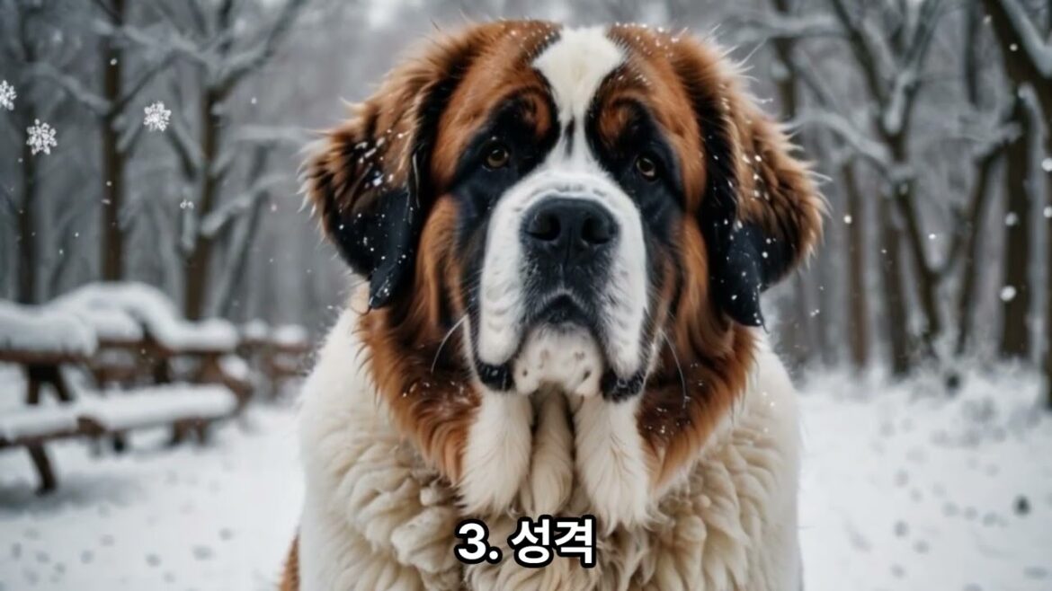 “얼어붙은 마음을 녹이다 – 구조견 세인트 버나드의 헌신”