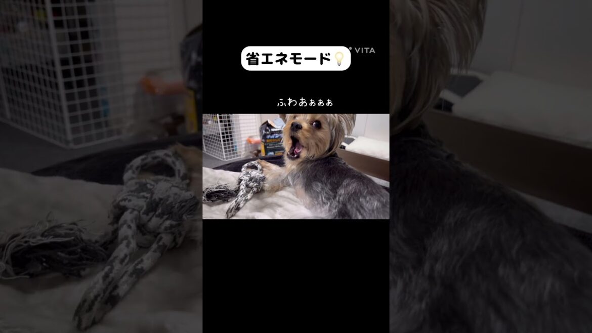 【ヨーキー】やんちゃ娘の省エネモード🐶#ヨークシャーテリア #犬のいる暮らし #dogshorts #yorkshireterrier