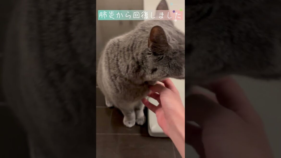肺炎になって毎日通院し無事回復してきました【シャルトリュー/Chartreux cat】 #shorts #猫のいる暮らし #ねこのいる生活