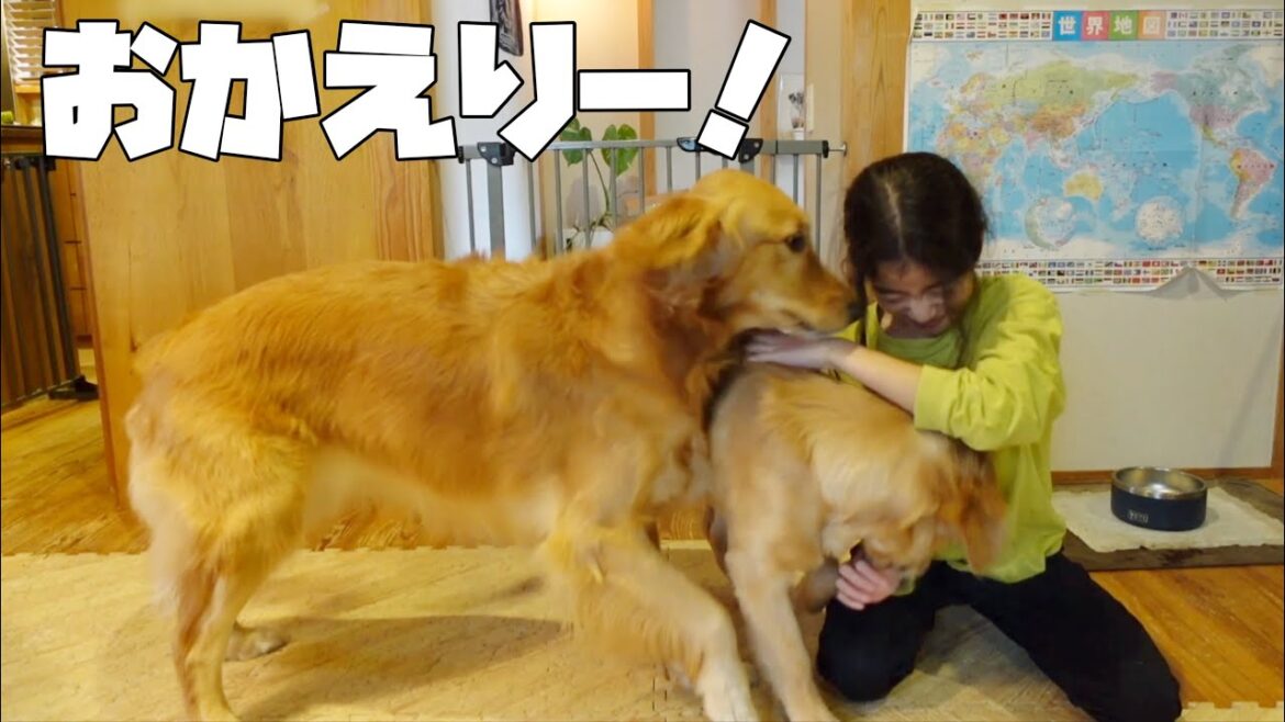宿泊学習から1日ぶりの姉の帰宅が嬉しすぎるゴールデンレトリバー 宿泊学習から1日ぶりの姉の帰宅が嬉しすぎるゴールデンレトリバー