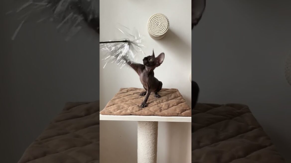 Graceful Cornish Rex Beauty With Wavy Black Fur Coat and anExquisiteWhite Medallion on a Chest Fiona