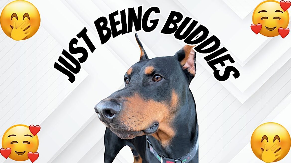 Doberman loves “being boys” with daddy Doberman loves "being boys" with daddy