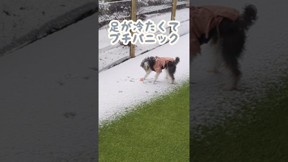 第1回雪遊び(恐る恐る) #miniatureschnauzer #schnauzer #dog #シュナウザー #ミニチュアシュナウザー #犬のいる暮らし