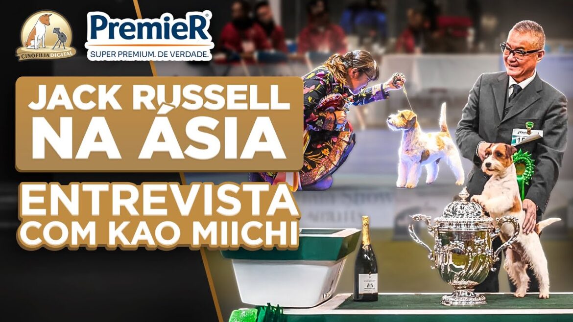 Cinofilia na Ásia: O Sucesso dos Jack Russells no Circuito das Filipinas | Cinofilia Digital