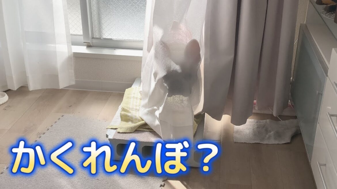カーテンの裏から見てくるぽーちゃん【フレンチブルドッグ frenchbulldog】