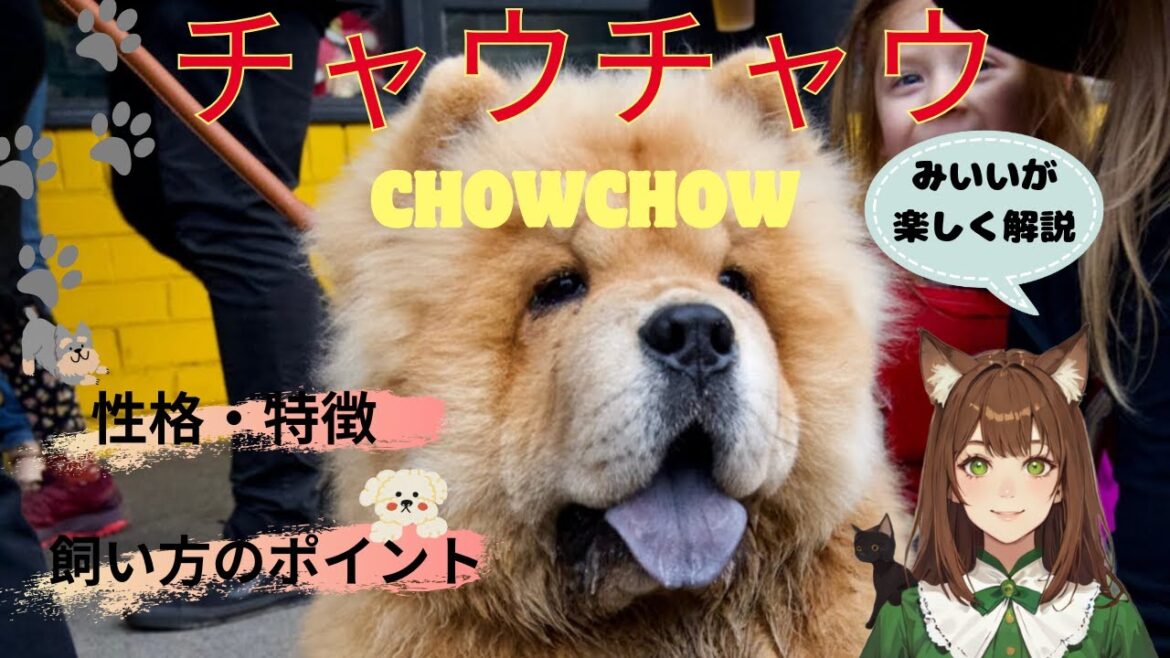 【チャウチャウ】実は”飼いにくい”といわれる理由がありました。チャウチャウの舌が青くなるのはいつから？？みいいが楽しく解説します♪＃チャウチャウ＃犬＃ペット＃愛犬＃わんこラボ＃いぬ＃犬好き＃子犬＃飼育