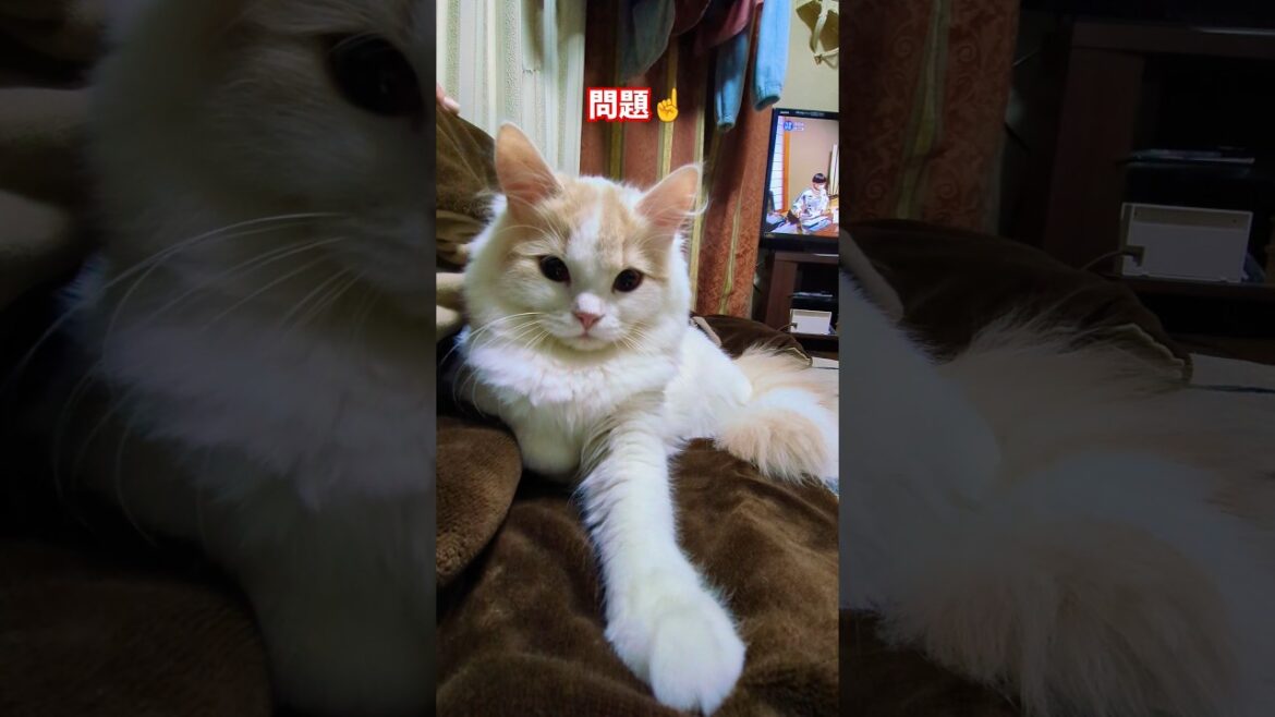 【スコティッシュフォールド】問題いきます！！ #猫 #cat #shorts #スコティッシュフォールド