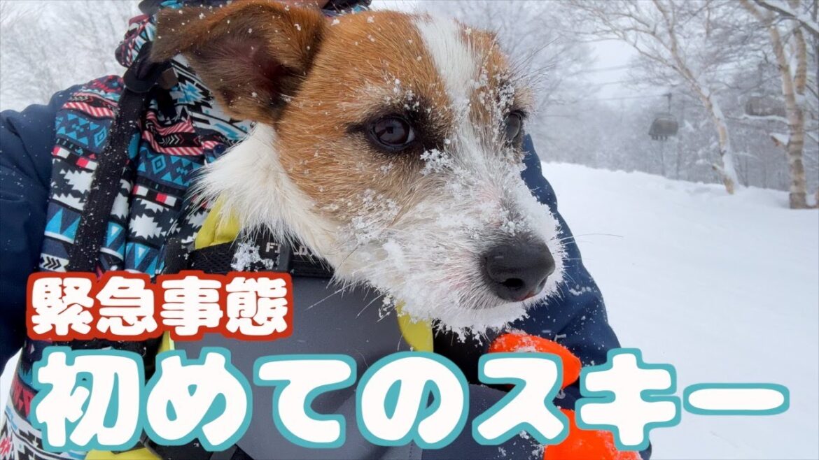 【緊急事態】普段元気な弟犬が初めての雪に心が折れ途中でリタイアしました/ジャックラッセルテリア