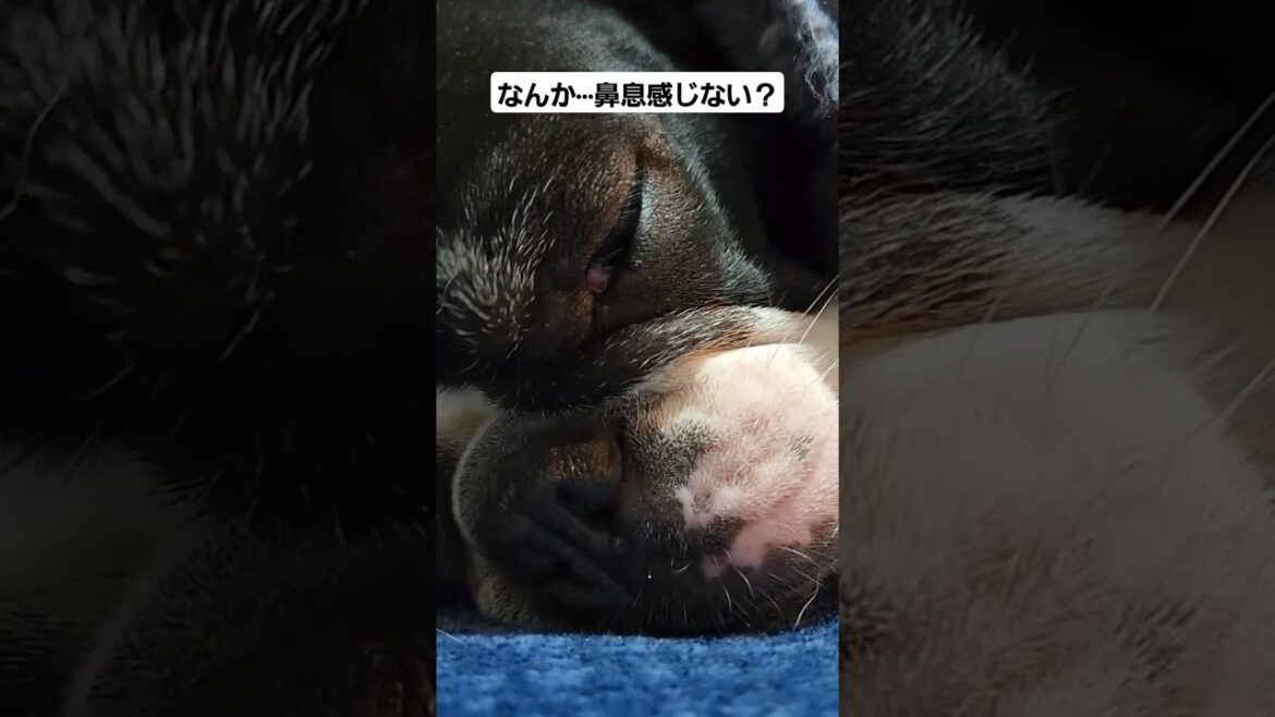 爆睡犬の鼻に注目👀