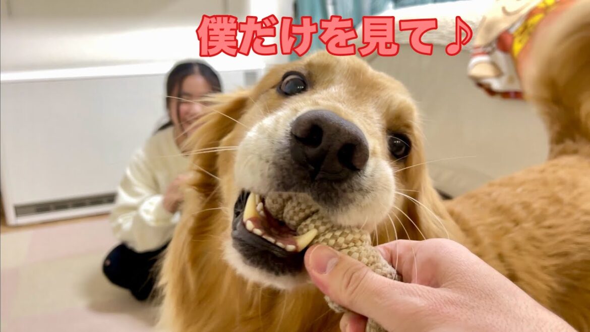 マジでおすすめ❗️ペットがいても安心して使える消火器見つけた❗️大型犬クッキーと開封します【ゴールデンレトリバーとミニチュアダックスフンド】【ゴールデンレトリバーとミニチュアダックスフンド】